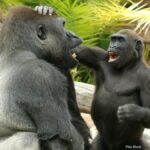 gorillas-playing