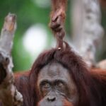 orangutan-hair-pull