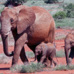 Bilim İnsanları, Fillerin Neden Karmaşık Duygular Sergilediğini Çözmüş Olabilir