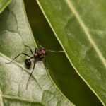 Bazı İnsanlar Neden Karıncaların Kokusunu Alabiliyor? İşte TikTok’taki Gizemin Cevabı