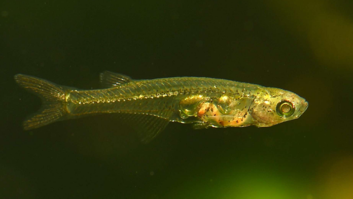 Myanmar'ın bulanık ve sığ nehirlerinde yaşayan bu yarı saydam balıklarda, gürültü çıkarmak için benzersiz bir organ evrimleşmiş. Fotoğraf: Senckenberg/Britz