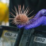 scientist-holding-urchin[1]