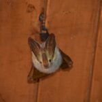 yellow-wing-bat-scaled[1]