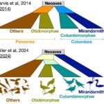 neoaves-tree[1]