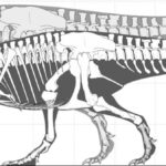 skeletons-witton-2024-1200×337[1]