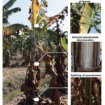 cavendish-banana-decay[1]