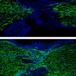 zebrafish-fluorescence[1]