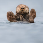 Charles-Janson_Otter-Guru[1]