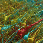 Close-up-view-of-excitatory-neurons-colored-by-size-v1[1]