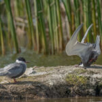 Damyan-Petkov_Whiskered-tern-crash-on-landing[1]