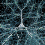 Excitatory-neuron-with-5600-excitatory-axons-and-their-excitatory-synapses[1]