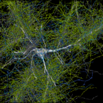 Excitatory-neuron-with-all-its-axons[1]