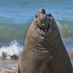 Gabriel-Rojo_Smiling-Elephant-Seal[1]