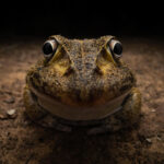 Kingston-Tam_Awkward-smiley-frog[1]