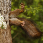 Milko-Marchetti_Stuck-squirrel[1]