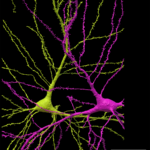 Mirrored-pair-of-neurons-black-background[1]