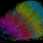 Six-layers-of-excitatory-neurons-colored-by-depth[1]