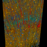 Six-layers-of-neurons-colored-by-size-different-color-scheme-from-others[1]