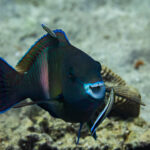 Wim-Bellemans_parrotfish-loves-to-be-washed[1]