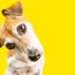 Asking surprised curious lovely dog Jack Russell terrier portrait on yellow background. Bright emotions