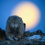 ©-Xingchao-Zhu-Wildlife-Photographer-of-the-Year[1]