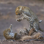 4_WinnerWildlife_copy_KevinDooley_Leopards[1]