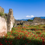 Ruins and poppy flowers in the archaeological site of