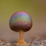 Slime mold (Prototrichia metallica)