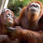 Orang Utan