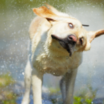 Islanan Köpekler Neden Silkeleniyor?