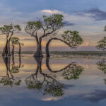 53317_Laura_Bennett_Dancing-Trees[1]