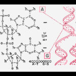 DNA-Structure-Voyager[1]