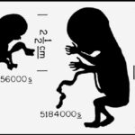 Fetus-Diagram-Voyager[1]