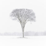 2024 International Landscape Photographer of the Year – Photographer of the Year  – 1st Place