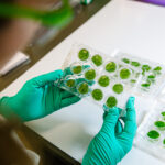 GreenLight Biosciences