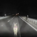 deer-dashcam[1]