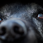 Köpeğiniz ‘Yaşlı’ mı? Veterinerlerin Nihayet Bir Cevabı Var
