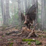 NPOTY-Photo-Contest-2024-Angel-or-Demon-Francesco-Guffanti-Highly-Commended-C1-Birds-1920px (1)