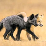 NPOTY-Photo-Contest-2024-Besties-Marcia-Walters-Winner-C10-Animal-Portraits-1920px