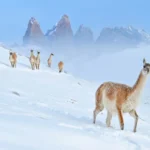 NPOTY-Photo-Contest-2024-Curious-Guanaco-Charles-Janson-Highly-Commended-C2-Mammals-1920px