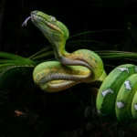 NPOTY-Photo-Contest-2024-Emerald-Gem-Louis-Guillot-Highly-Commended-C10-Animal-Portraits-1920px