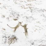 NPOTY-Photo-Contest-2024-Games-Between-Siblings-Paolo-Della-Rocca-Winner-C2-Mammals-1920px