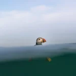 NPOTY-Photo-Contest-2024-Puffin-Daddy-Brian-Matthews-Highly-Commended-C10-Animal-Portraits-1920px