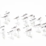 NPOTY-Photo-Contest-2024-Sanderling-Siesta-Mathijs-Frenken-Runner-Up-C11-Lage-Landen-1920px