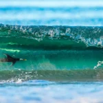 NPOTY-Photo-Contest-2024-Surfing-on-the-other-side-Levi-Fitze-Highly-Commended-C1-Birds-1920px