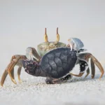 NPOTY-Photo-Contest-2024-Taken-by-a-Ghost-Pandora-Maund-Highly-Commended-C3-Other-Animals-1920px