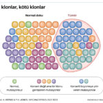 İyi klonlar, kötü klonlar