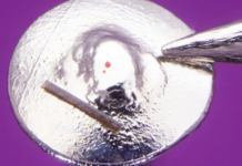 Dünyanın En Küçük El Yapımı Eseri, Kan Hücresi Boyutundaki Bir Lego Tuğlası