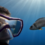 Yabani Balıklar Dalgıçları Tanıyabiliyor