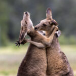 Alexander-Babych_Roo-mantic-moments_00002754-copy[1]